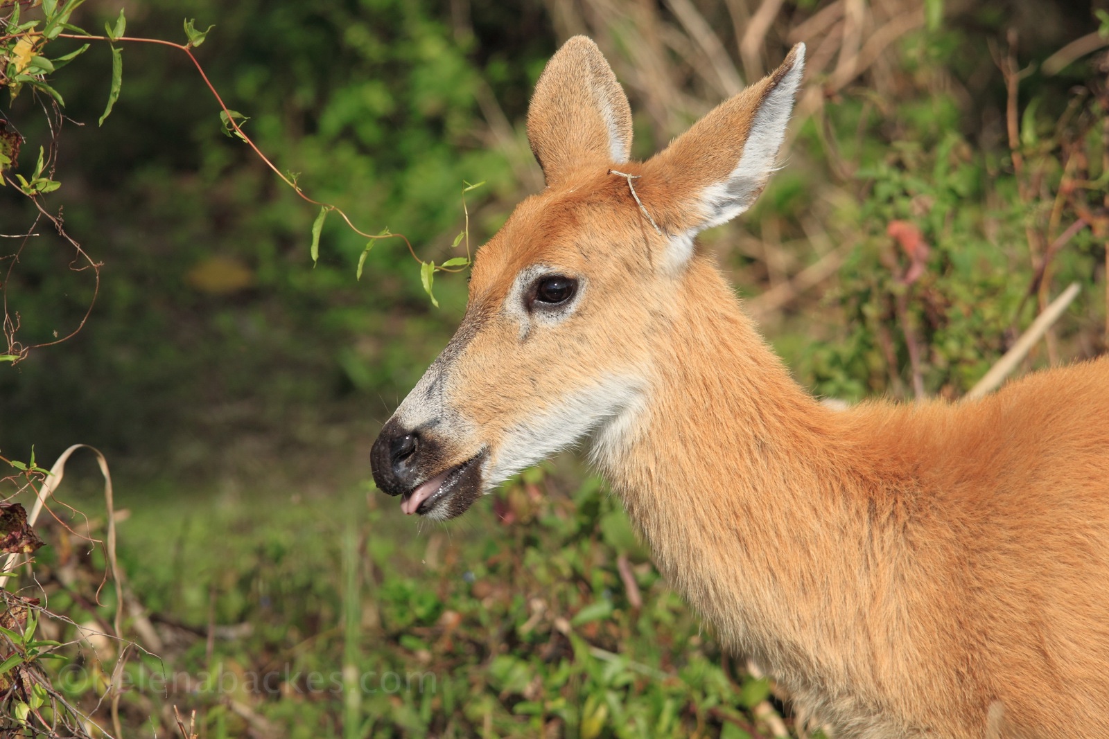 cervo-do-pantanal / fêmea