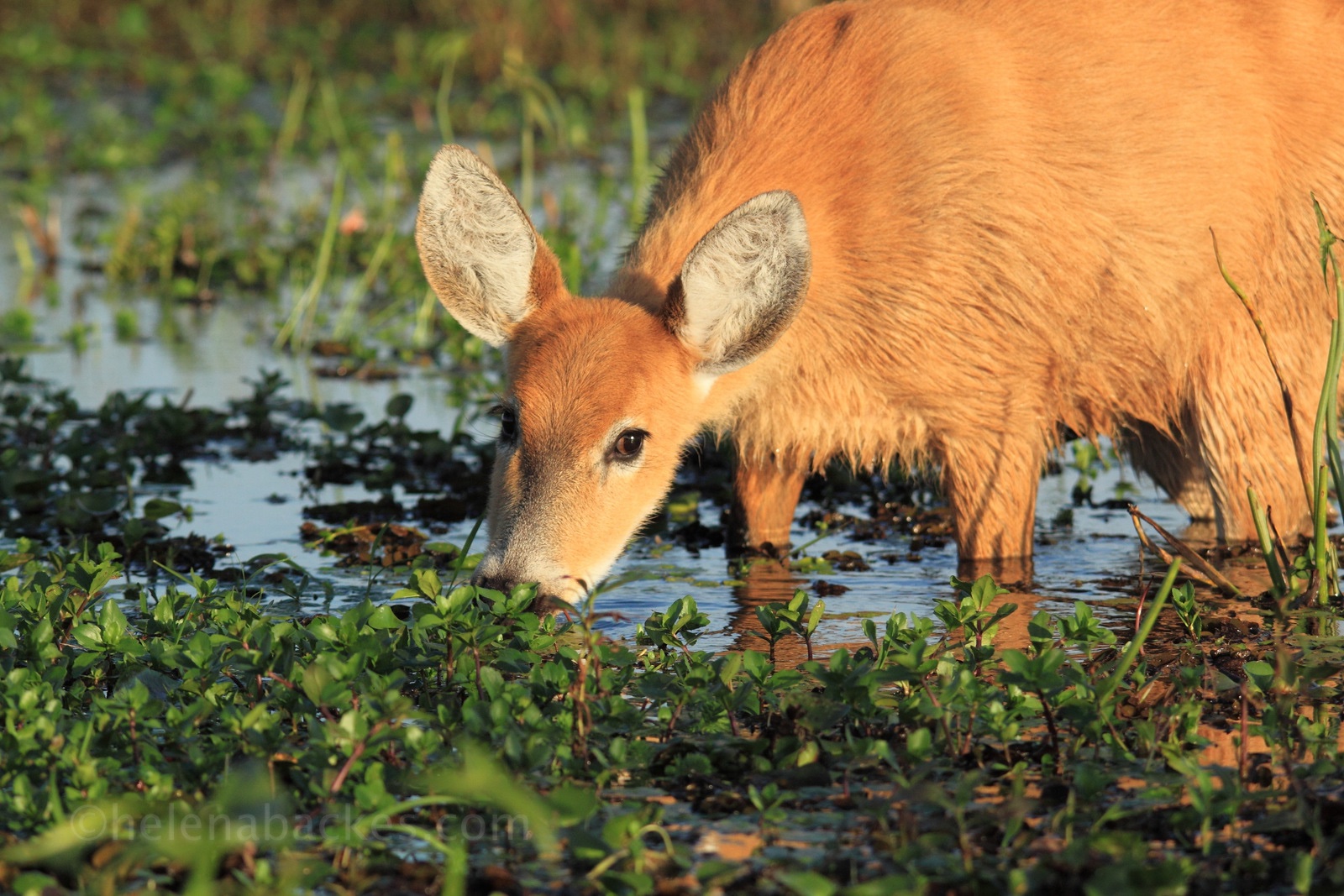 cervo-do-pantanal / fêmea